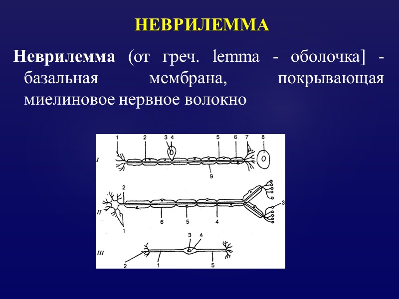 НЕВРИЛЕММА Неврилемма (от греч. lemma - оболочка] - базальная мембрана, покрывающая миелиновое нервное волокно